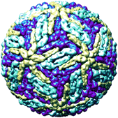 Le virus de la dengue (PDB 1K4R)